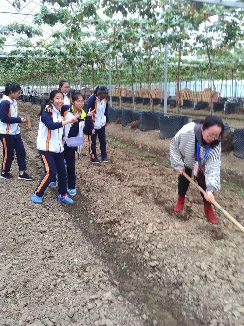 嫁接植物视频,视频揭秘嫁接植物全过程