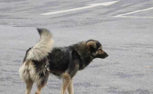 农村土狗视频,农村土狗视频中的生活百态