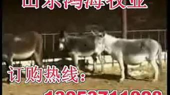 人工给驴采精视频,人工操作背后的科学奥秘