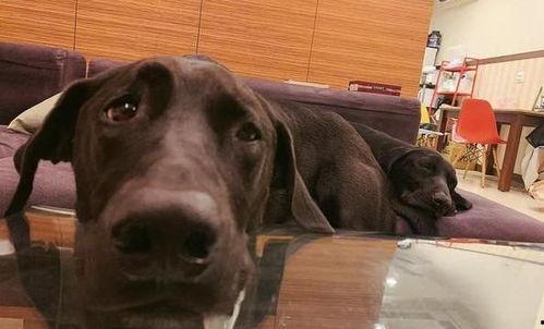 狗照顾主人的视频,狗狗悉心照顾主人的温馨瞬间